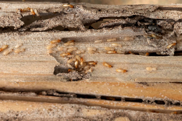 Trusted Bismarck, ND Pest Control Experts