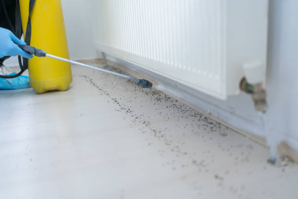 Flea Control Services in Bismarck, ND